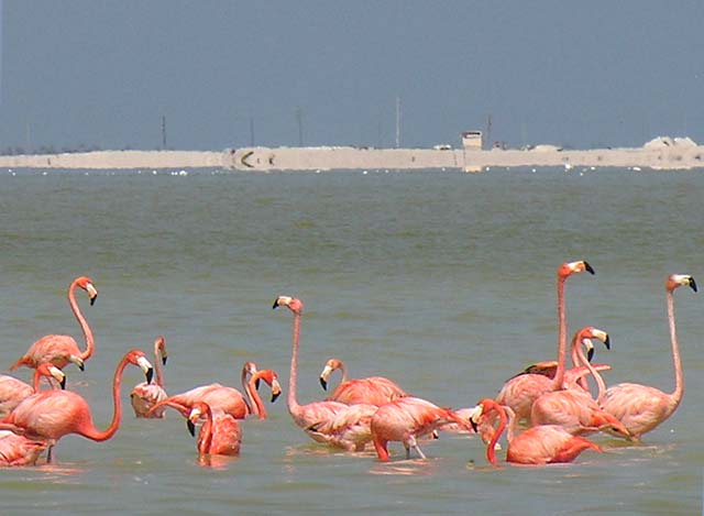flamingos_06