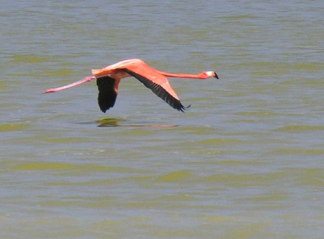 flamingos_12