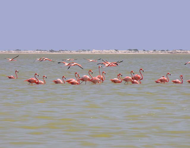 flamingos_14