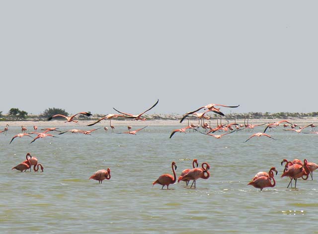flamingos_15