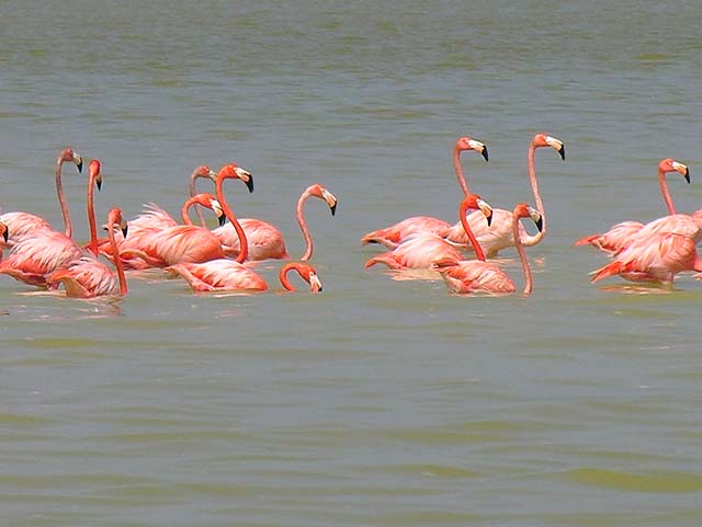 flamingos_16