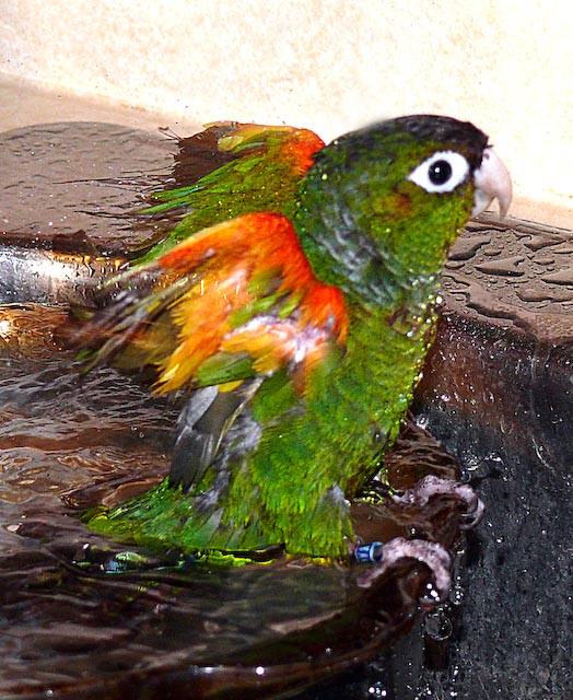 conures_22