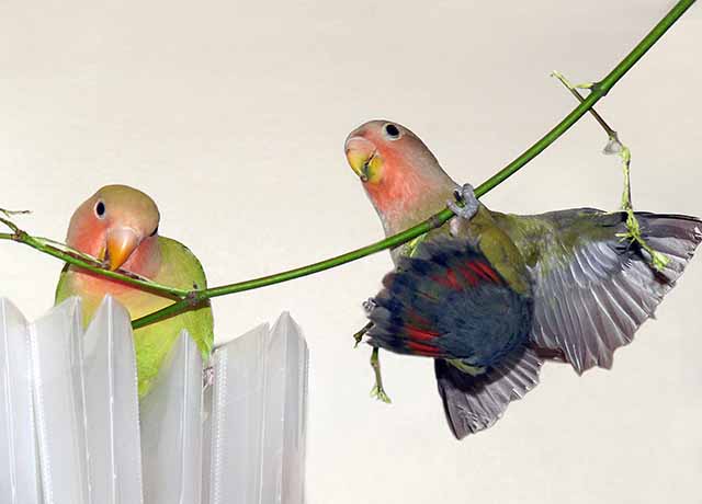 love birds pictures. love_birds. LOVE BIRDS: