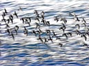 shorebirds_flocks_01