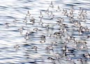shorebirds_flocks_02
