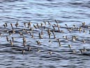 shorebirds_flocks_03