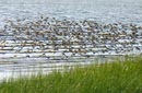 shorebirds_flocks_05