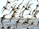 shorebirds_flocks_07