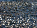 shorebirds_flocks_33