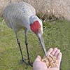Bird Photography