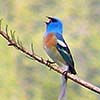 Bird Photography