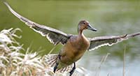 Bird Photography