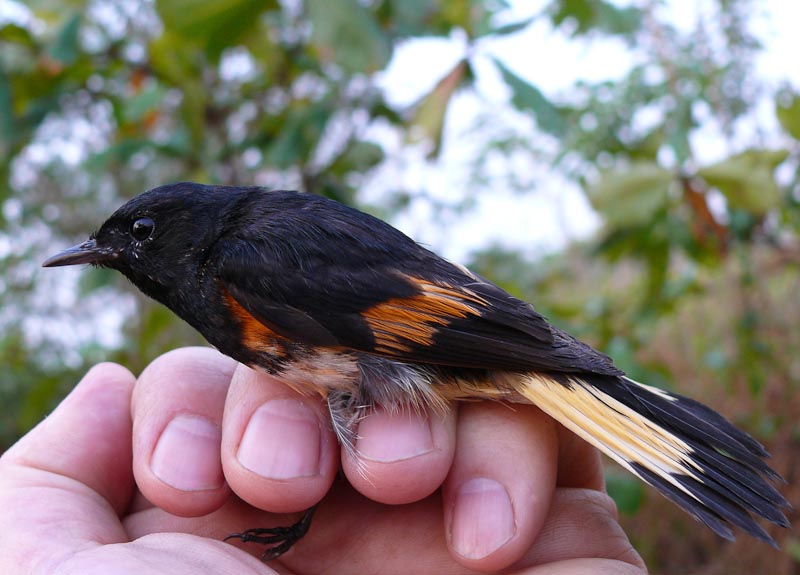 American Redstart