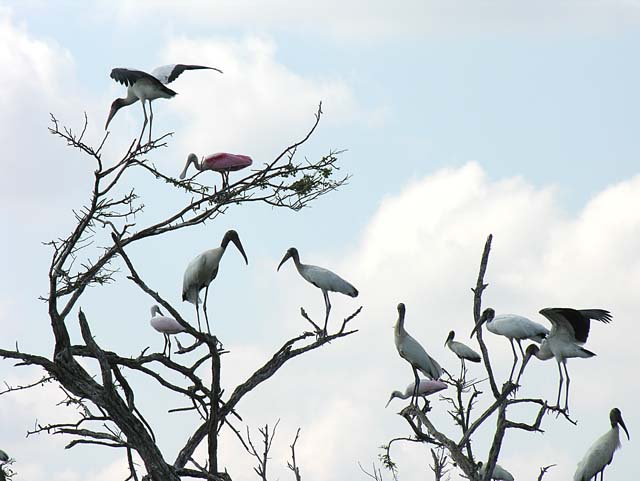 bird_colony_17