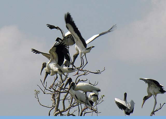 bird_colony_23