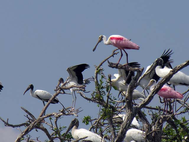 bird_colony_24
