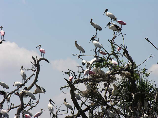 bird_colony_28