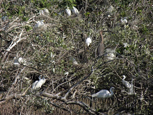 bird_colony_32