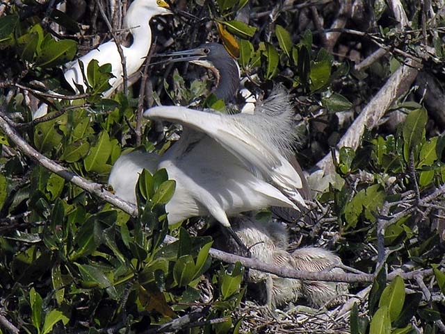 bird_colony_33