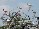 bird_colony_04