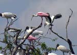 bird_colony_08