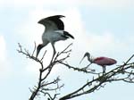 bird_colony_12
