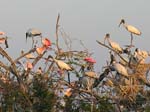 bird_colony_14