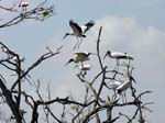 bird_colony_16