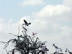 bird_colony_18