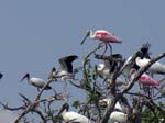 bird_colony_24