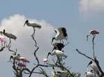 bird_colony_27