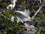 bird_colony_33
