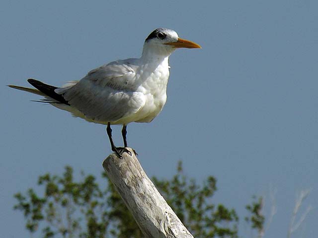 birds_mix_01