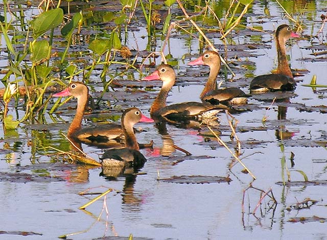 whistling-duck_1