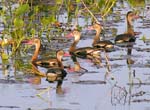 whistling-duck_1