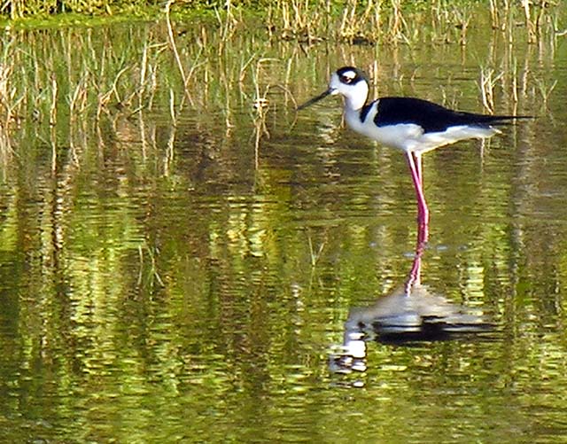 black_necked_stilt