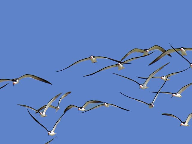 black_skimmer_01