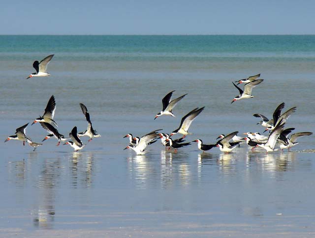 black_skimmer_04