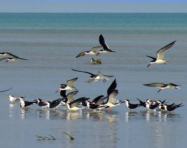 black_skimmer_07