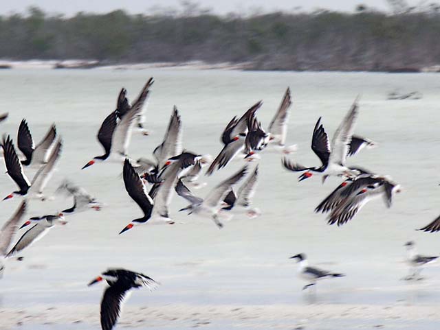black_skimmer_15