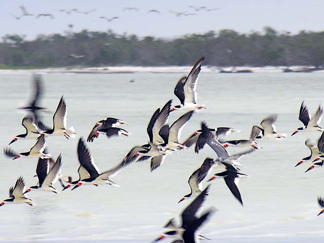 black_skimmer_16