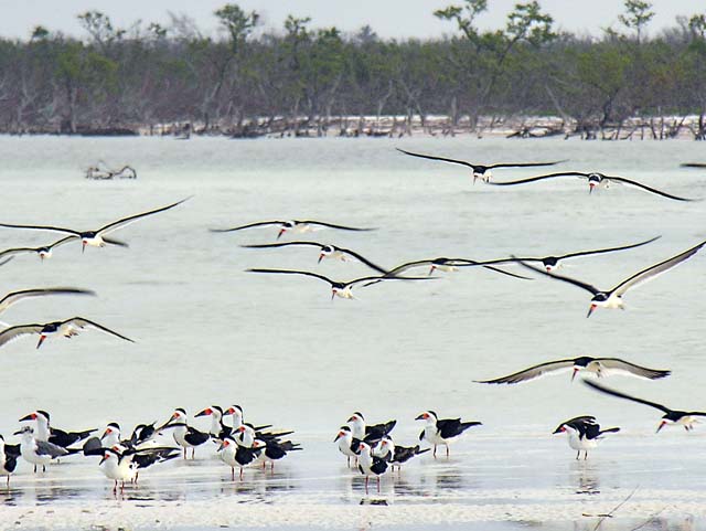 black_skimmer_17