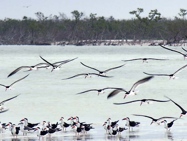 black_skimmer_18