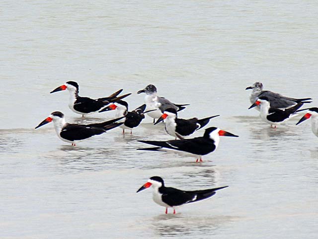 black_skimmer_19