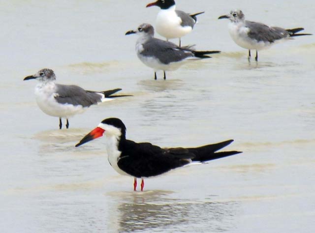 black_skimmer_20