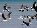 black_skimmer_09