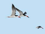 black_skimmer_14