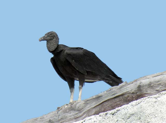 black_vulture_2