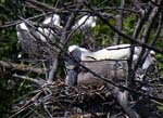 boat-billed_heron_1