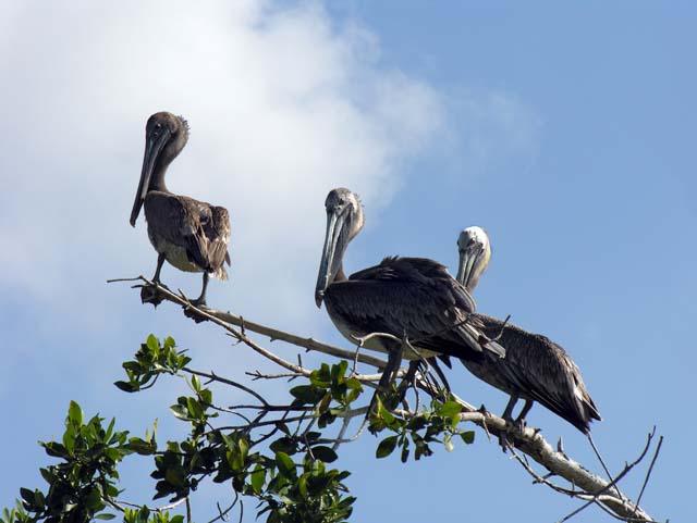 brown_pelican_07